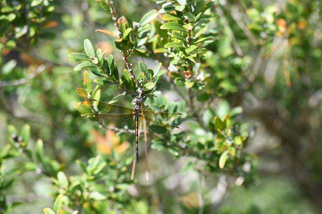 Image of dragonflies and damselflies