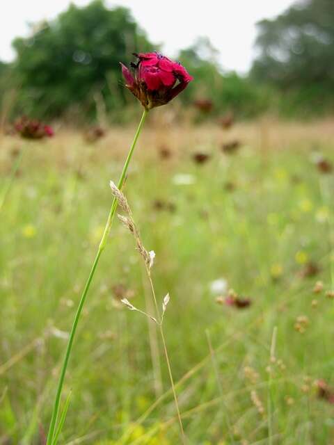 Image of Dianthus cruentus Griseb.