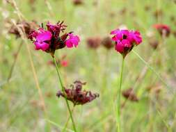 Image of Dianthus cruentus Griseb.