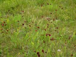 Image of Dianthus cruentus Griseb.