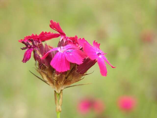 Image of Dianthus cruentus Griseb.