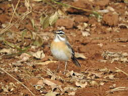 Image of Bearded Scrub Robin