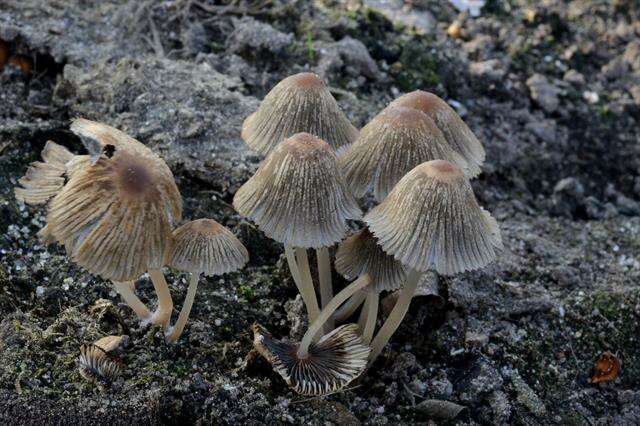 Image of Coprinellus