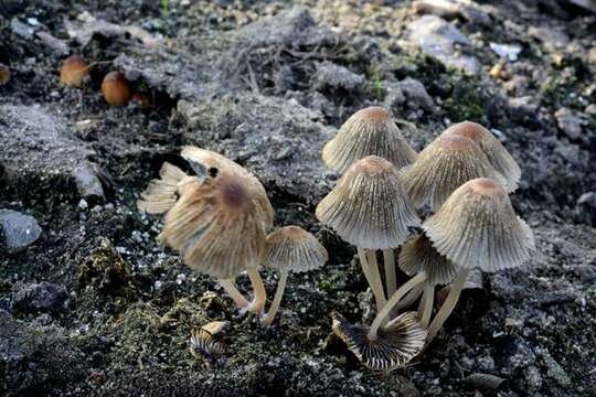 Image de Coprinellus