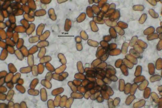 Слика од Psathyrella cotonea (Quél.) Konrad & Maubl. 1949