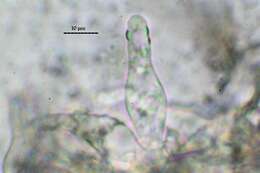 Слика од Psathyrella cotonea (Quél.) Konrad & Maubl. 1949