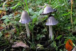 Image of Coprinopsis