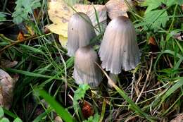 Image of Coprinopsis