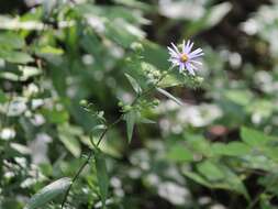 Image of rigid whitetop aster