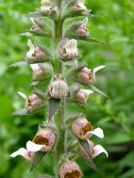 Image of Foxgloves