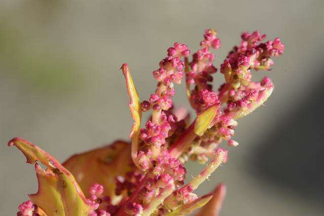 Image of Red Goosefoot
