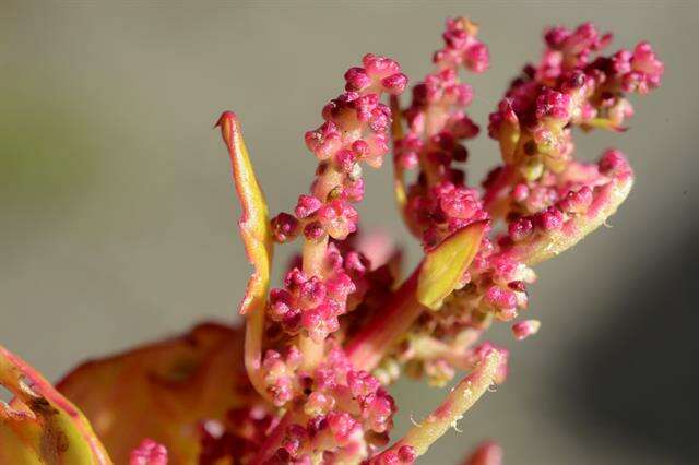 Image of Red Goosefoot