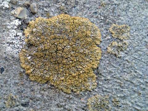 Image of Firedot lichens