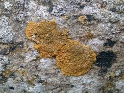 Image of Firedot lichens