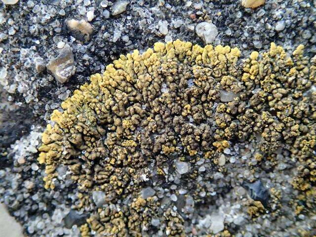 Image of Firedot lichens