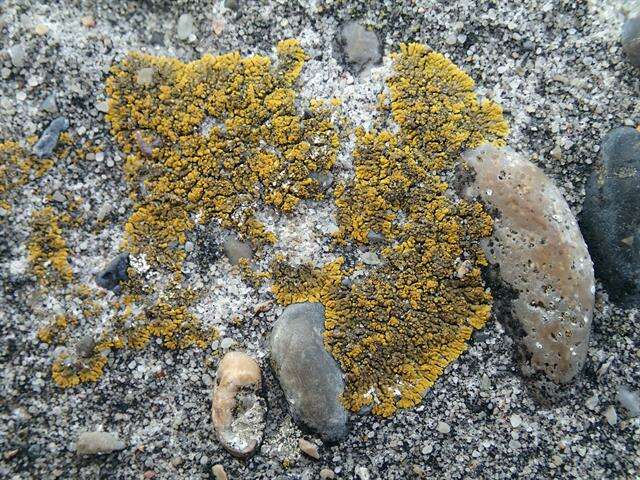 Image of Firedot lichens