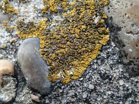 Image of Firedot lichens