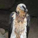 Image of Bearded Vulture