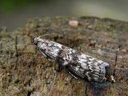 Image of Dioryctria