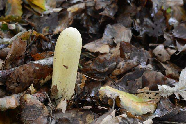 Clavariadelphaceae resmi