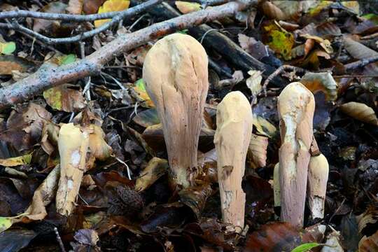 Clavariadelphaceae resmi