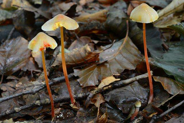 Image of Mycena crocata (Schrad.) P. Kumm. 1871