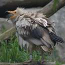 Image of Egyptian Vulture