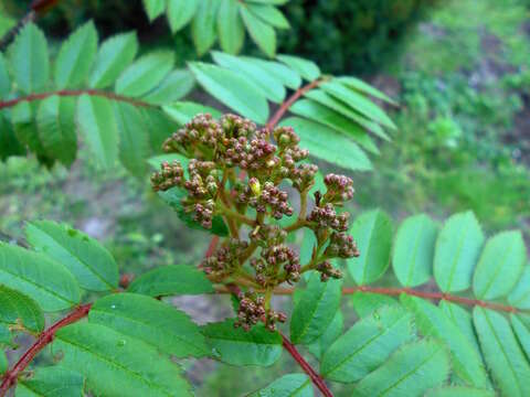 Image of Hubei Rowan