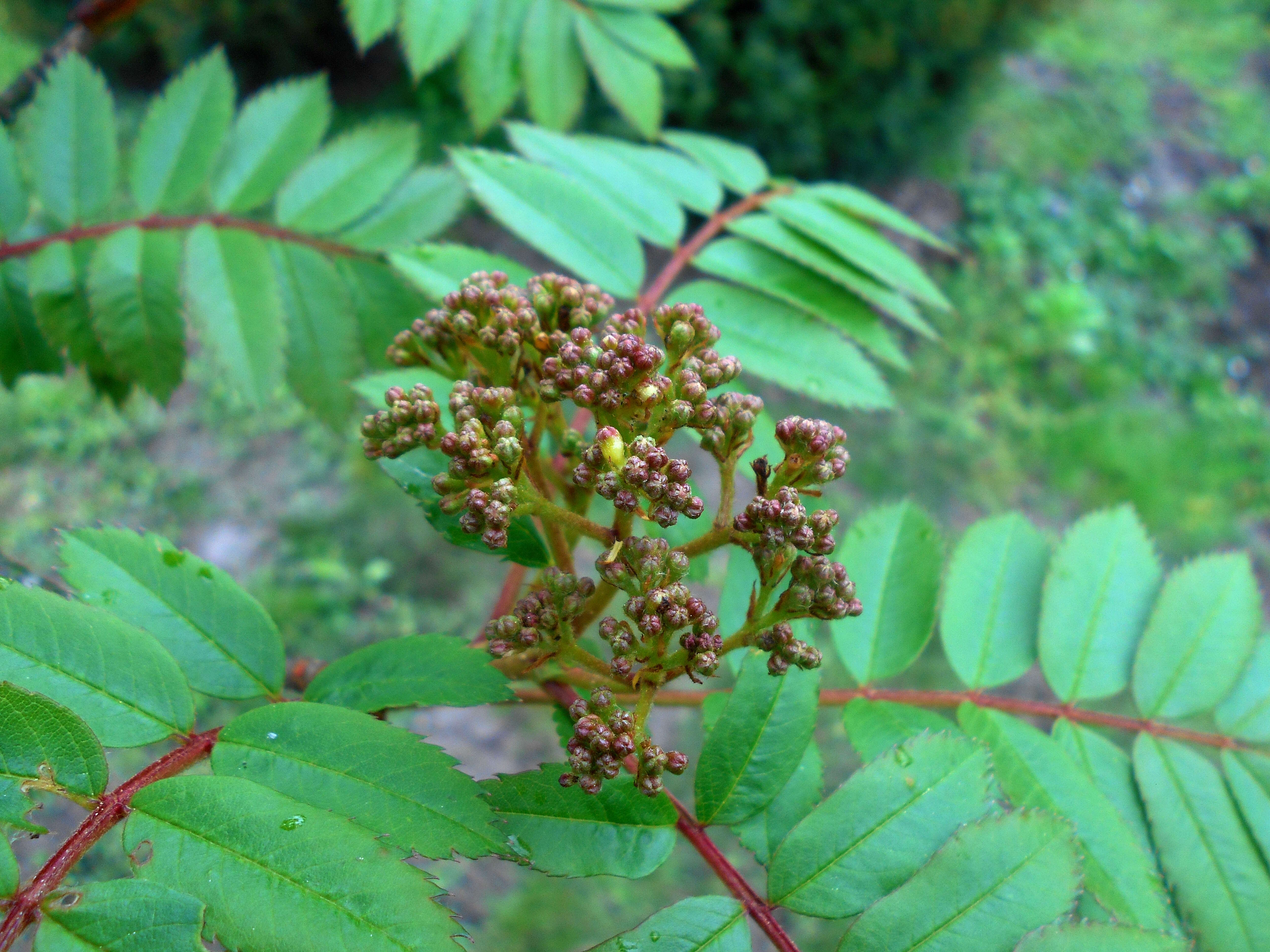 Imagem de Sorbus discolor (Maxim.) Maxim.