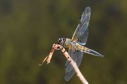 Image of Libellula Linnaeus 1758