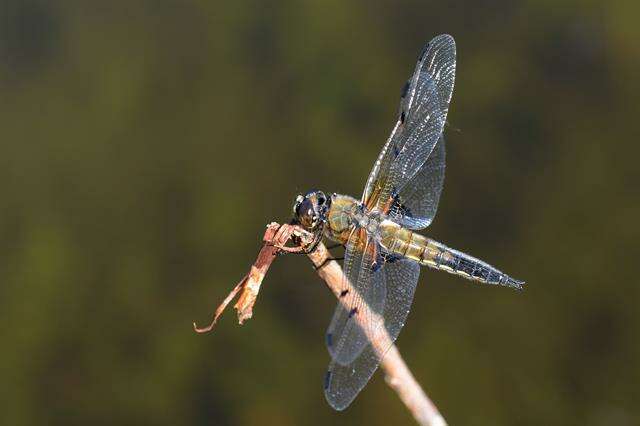 Image of Libellula Linnaeus 1758