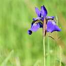 Image of German Iris