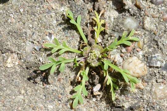 Image of Peppercresses