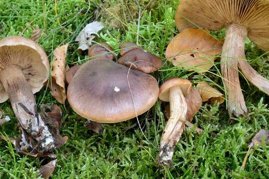 Image of Tricholoma fulvum (DC.) Bigeard & H. Guill. 1909