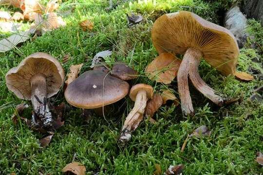 Image of Tricholoma fulvum (DC.) Bigeard & H. Guill. 1909