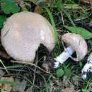 Image of Blushing Wood Mushroom