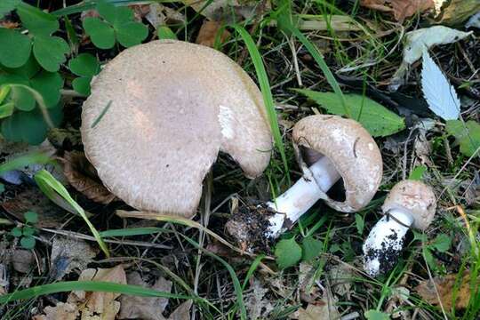 Image de Agaric des forêts