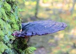 Image of Ganoderma