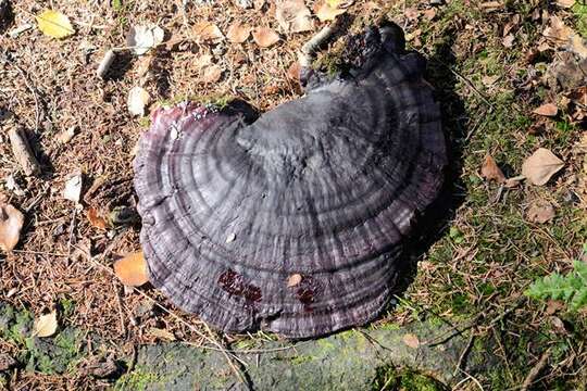 Image of Ganoderma