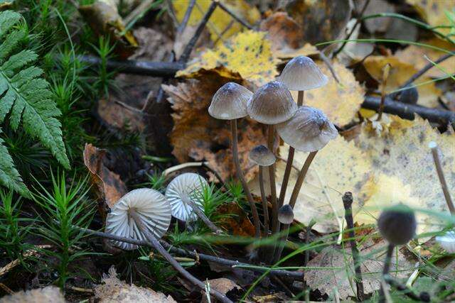 Image of Mycena polygramma (Bull.) Gray 1821