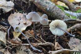 Image of Mycena polygramma (Bull.) Gray 1821