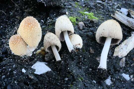 Coprinellus radians (Fr.) Vilgalys, Hopple & Jacq. Johnson 2001的圖片