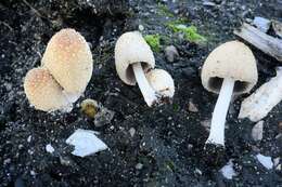 صورة Coprinellus radians (Fr.) Vilgalys, Hopple & Jacq. Johnson 2001