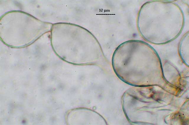 صورة Coprinellus radians (Fr.) Vilgalys, Hopple & Jacq. Johnson 2001