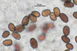 صورة Coprinellus radians (Fr.) Vilgalys, Hopple & Jacq. Johnson 2001