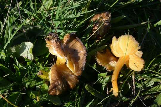 Image of Date waxcap