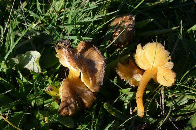 Image of Date waxcap