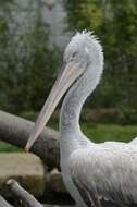 Image of pelicans