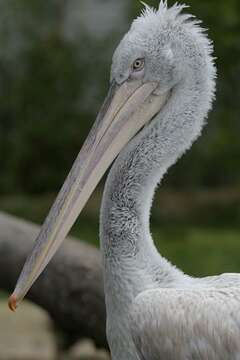 Image of pelicans