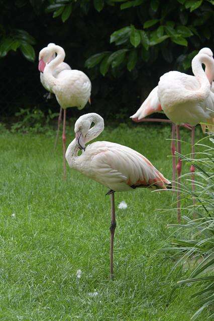 Imagem de Phoenicopteriformes